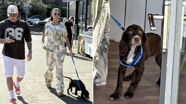 Compilation of Katie Price walking dog and close up picture of puppy