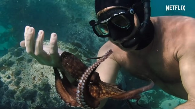 My Octopus Teacher | Official Trailer | Netflix Sep 6, 2020 A filmmaker forges an unusual friendship with an octopus living in a South African kelp forest, learning as the animal shares the mysteries of her world.