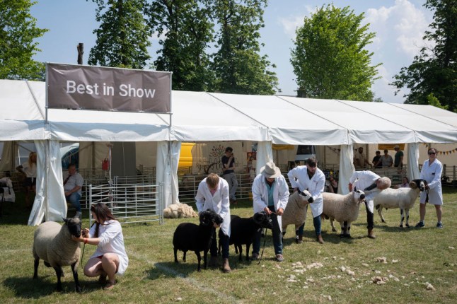 Country Show Best In Breed Sheep