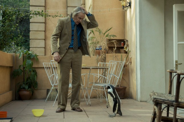 Undated film still handout from The Penguin Lessons. Pictured: Steve Coogan as Tom Michell. See PA Feature SHOWBIZ Film Penguin Lessons. WARNING: This picture must only be used to accompany PA Feature SHOWBIZ Film Penguin Lessons. PA Photo. Picture credit should read: @AndreaResmini/Lionsgate. All Rights Reserved. NOTE TO EDITORS: This picture must only be used to accompany PA Feature SHOWBIZ Film Penguin Lessons.