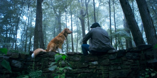 'XXXX' horror film with 100% Rotten Tomatoes rating will finally be available to stream at home