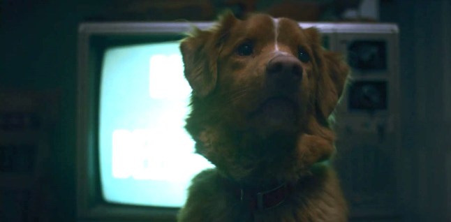 'XXXX' horror film with 100% Rotten Tomatoes rating will finally be available to stream at home