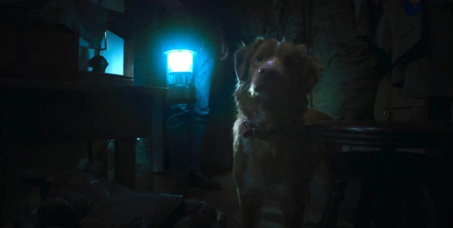 'XXXX' horror film with 100% Rotten Tomatoes rating will finally be available to stream at home