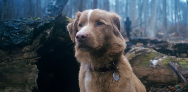 'XXXX' horror film with 100% Rotten Tomatoes rating will finally be available to stream at home